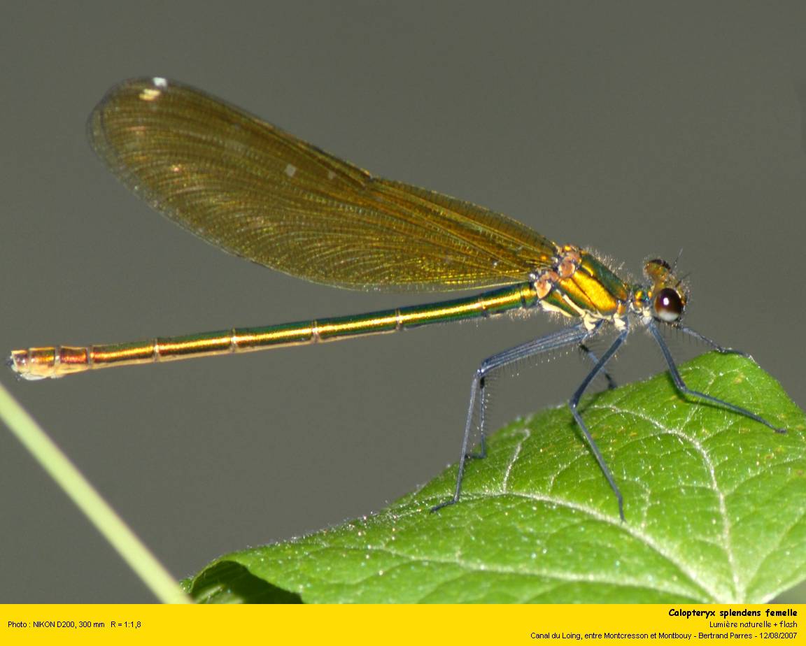 Calopteryx splendens Calopt14