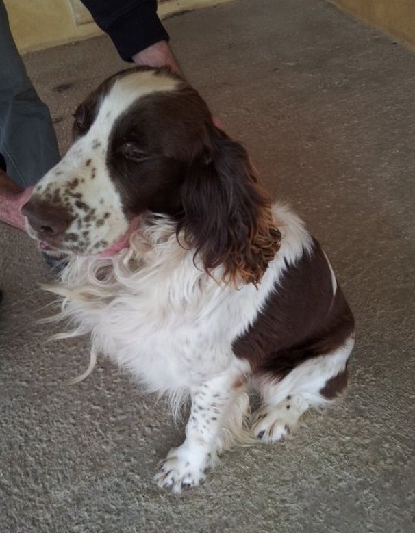 WILLOW, springer spaniel mâle choc/blanc, 7 ans 1/2, dépt 26 Willow10