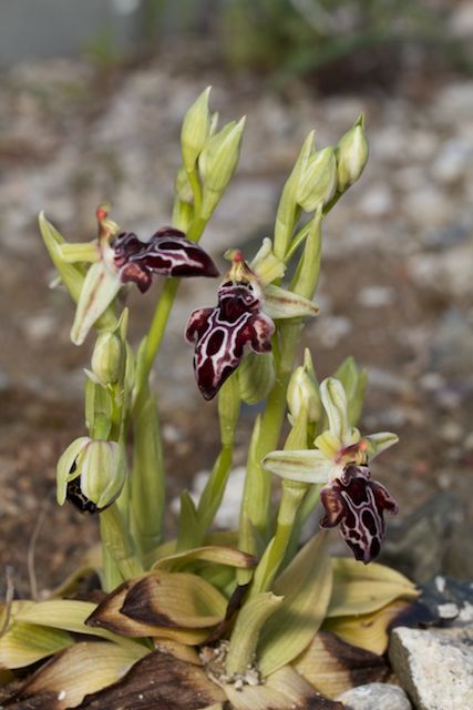 Ophrys cretica ssp. beloniae Cretic11