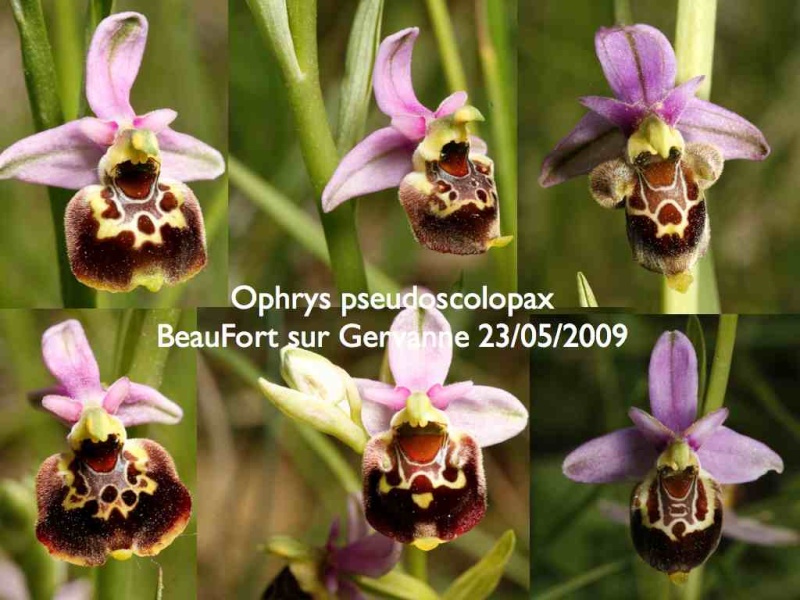 Ophrys gracilis ? Ophrys10