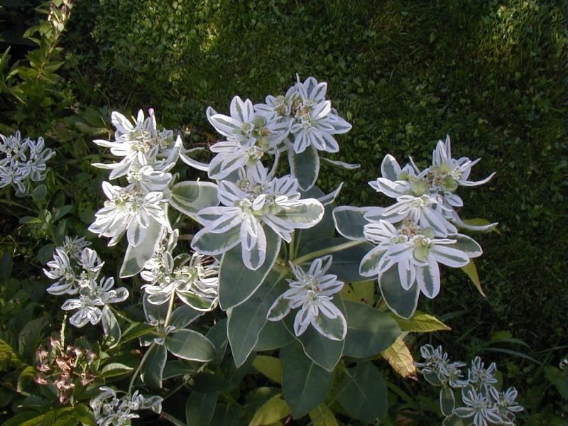 Euphorbe characias 'Silver Swan' Euphor10