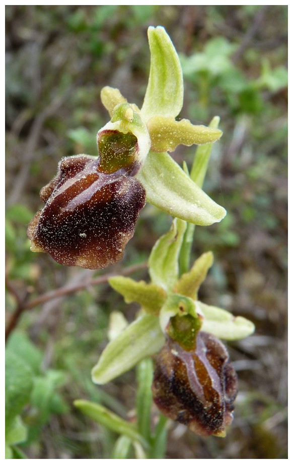 Grèce continentale 2015 3. Euophrys du groupe d'O. sphegodes 12_her10