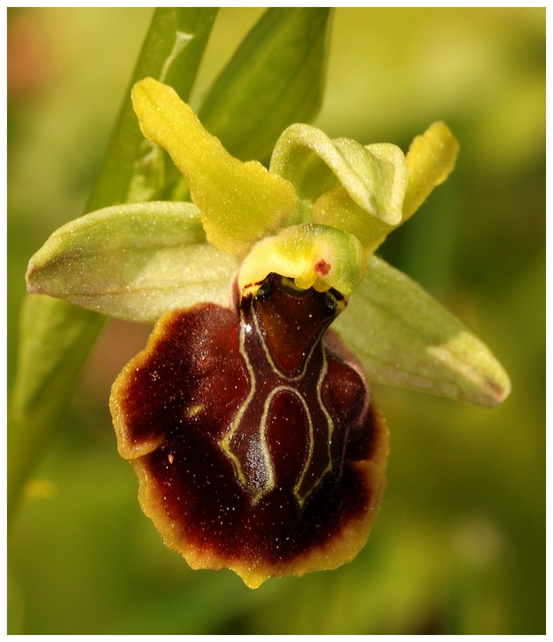 Grèce continentale 2015 3. Euophrys du groupe d'O. sphegodes 14_zeu10