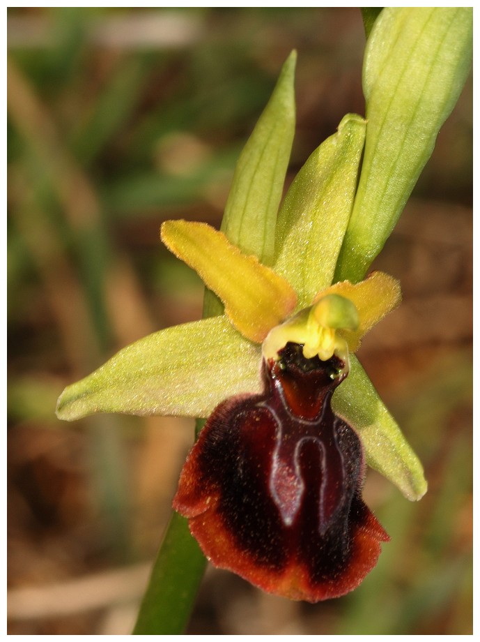 Grèce continentale 2015 3. Euophrys du groupe d'O. sphegodes 15_zeu10
