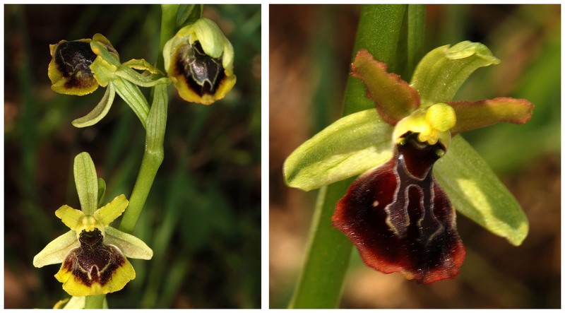 Grèce continentale 2015 3. Euophrys du groupe d'O. sphegodes 16_zeu10