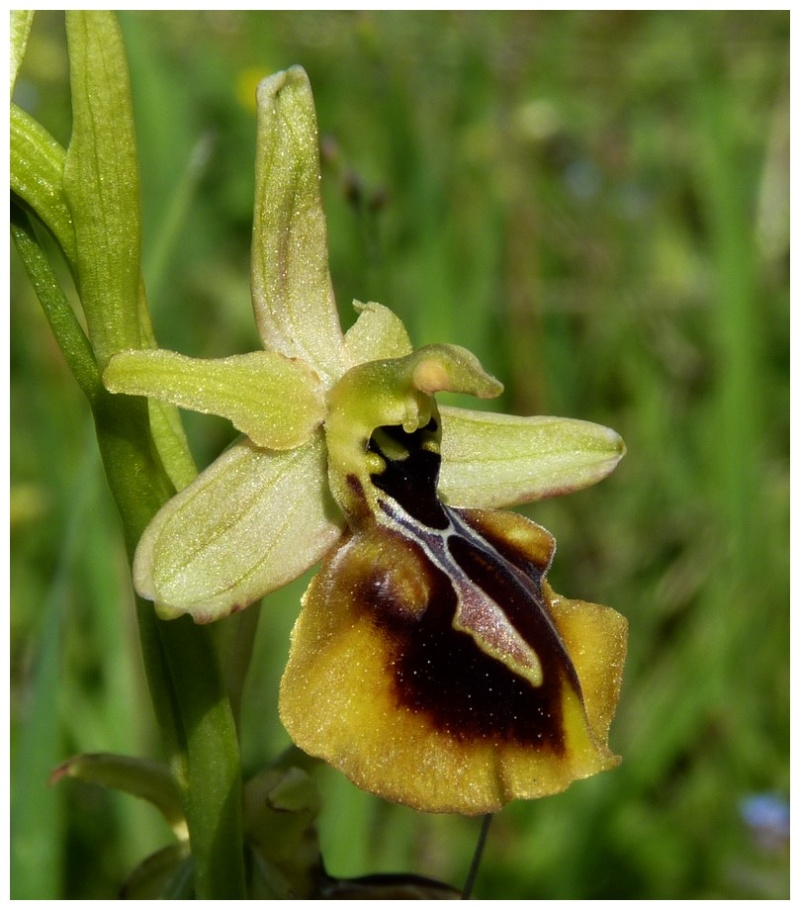 Grèce continentale 2015 3. Euophrys du groupe d'O. sphegodes 1_aes_10