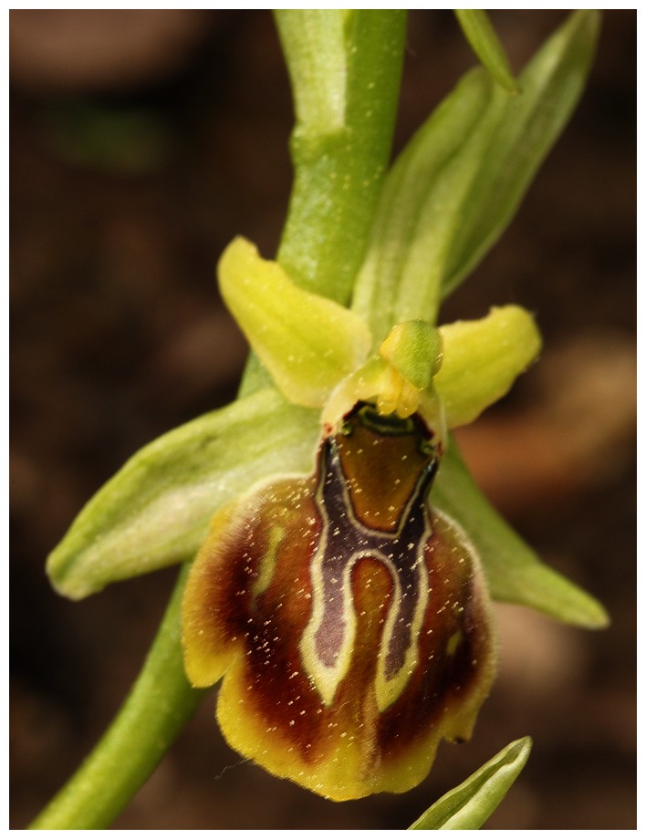 Grèce continentale 2015 3. Euophrys du groupe d'O. sphegodes 22_gra10