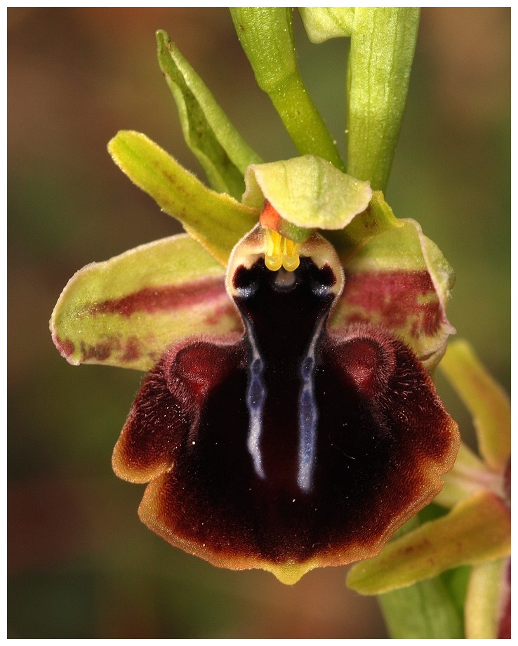 Grèce continentale 2015 3. Euophrys du groupe d'O. sphegodes 24_spr10