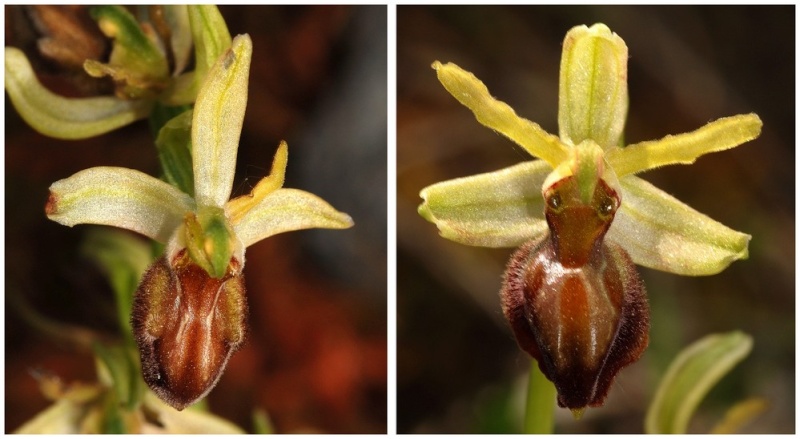 Grèce continentale 2015 3. Euophrys du groupe d'O. sphegodes 4_ceph10