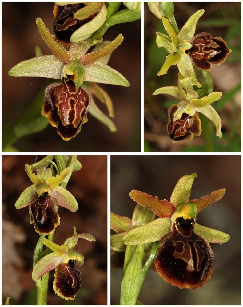 Grèce continentale 2015 3. Euophrys du groupe d'O. sphegodes 9_hebe10