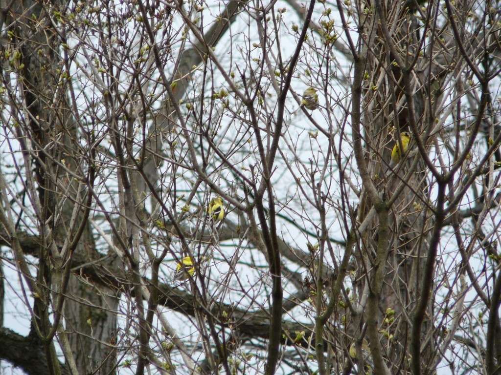 carduelis tristis en photos. Groupe10