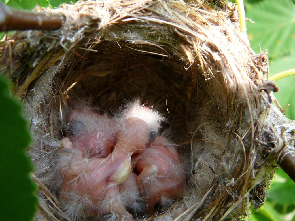 carduelis tristis en photos. Nichee13