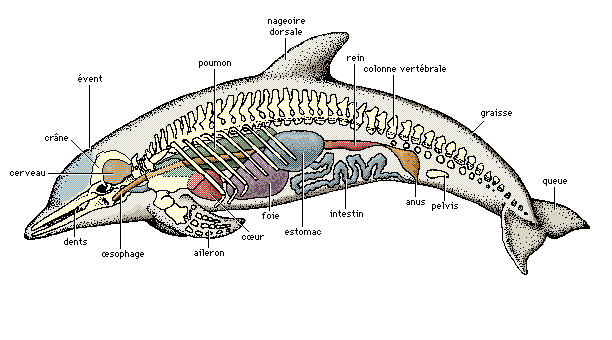 Le dauphin Anatom10