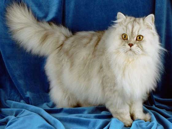 Le chat persan Persan10