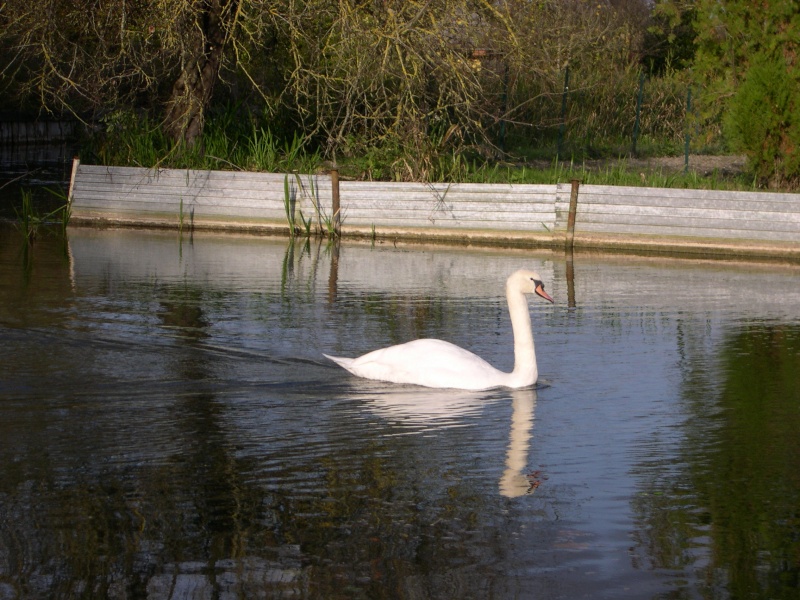 Petite ballade dans les marais de Bourges Dscn3064