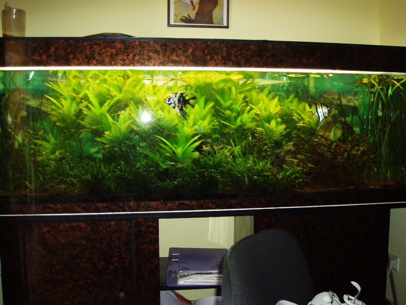 [Vends] Aquarium 800Litres + Meuble P1010012