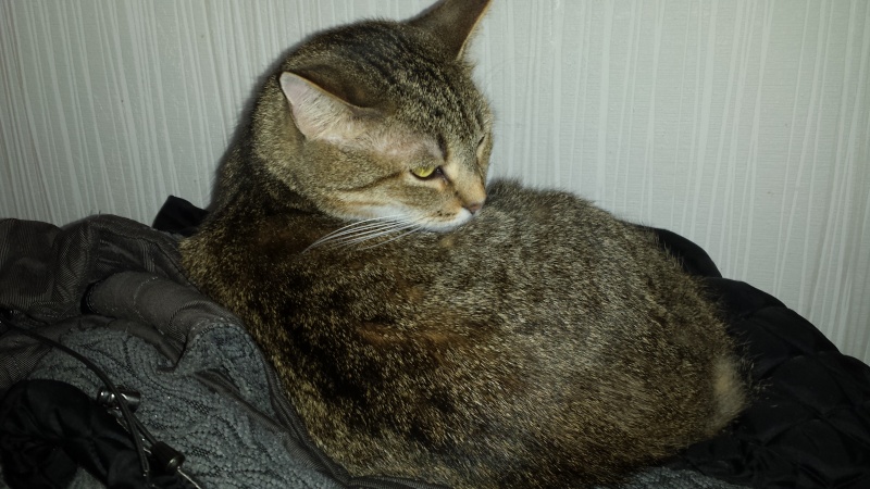Izba, jeune chatte calme née en avril 2012 20150419