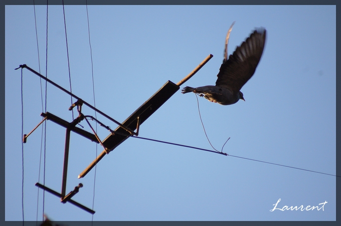 volant sur fil Volant10