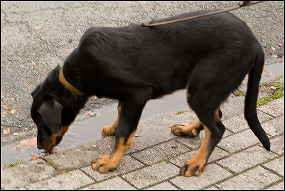 MAX x Beauceron 4 mois LL => Rescue Dogs Europe Kamel410