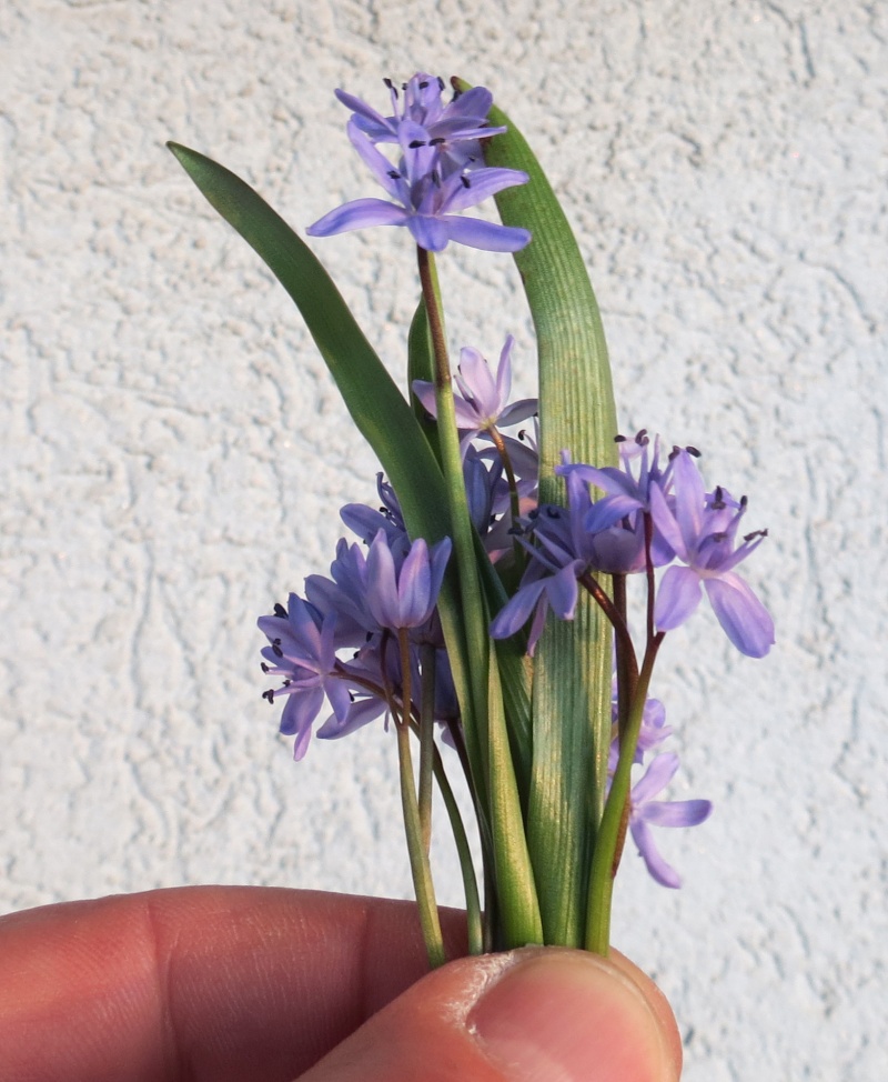 Petite fleur violette de mars Img_6610