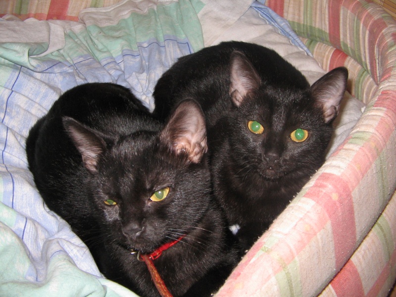 Komali, la chatte noire au grand coeur 0119