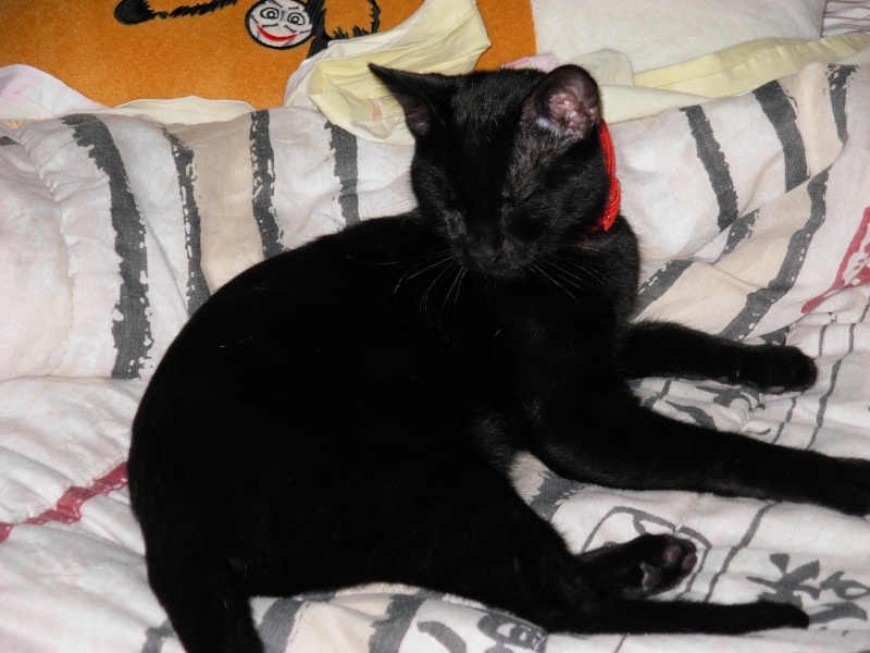 Komali, la chatte noire au grand coeur 0120