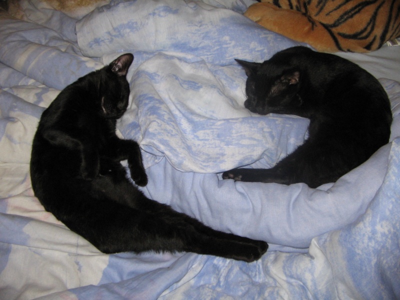 Komali, la chatte noire au grand coeur 0218