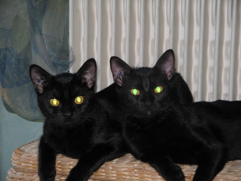 Komali, la chatte noire au grand coeur 0316