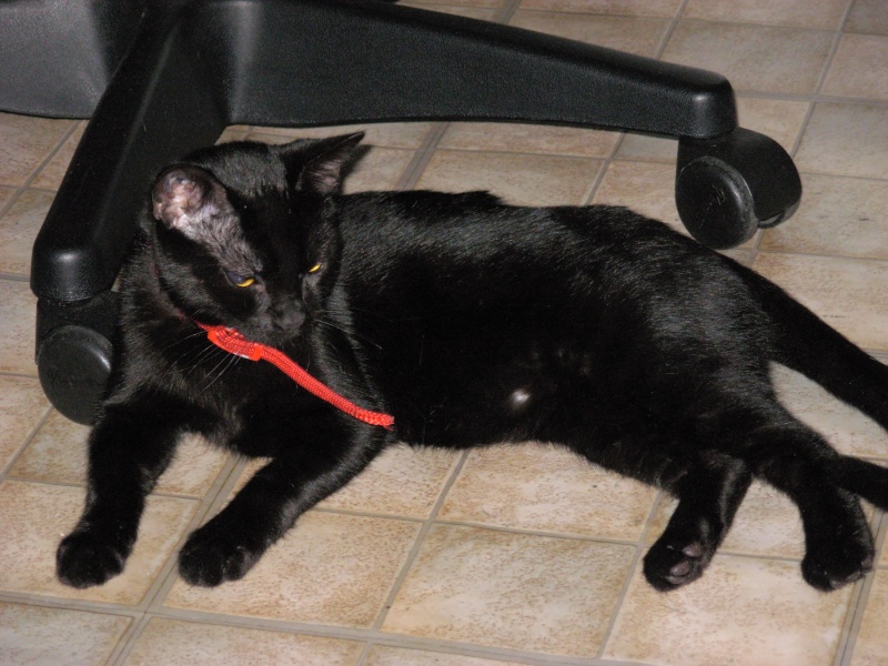 Komali, la chatte noire au grand coeur 0317