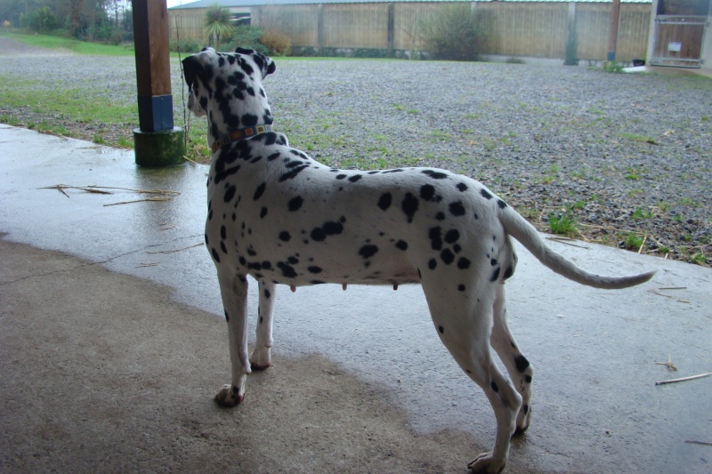 PRALINE - dalmatien F - 4 ans 1/2 - en FA (dpt 56)asso dalmasf Pralin11