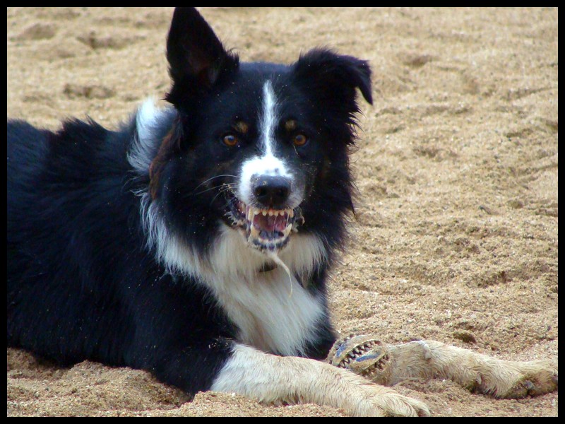 Laïka - Concours Photo "Votre Chien et le jeu" - Page 2 131011