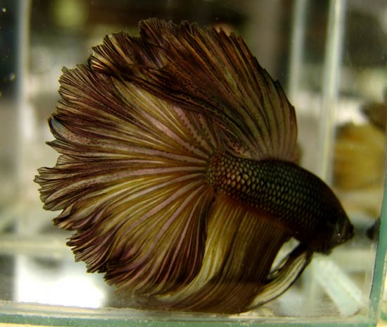 Betta container Bfa0_110