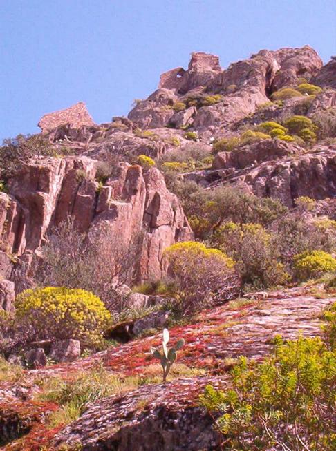 Mimoza  (ACACIA DEALBATA) Colori10