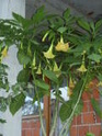 Datura i Brugmansia - raskone i otrovne Th_p9110