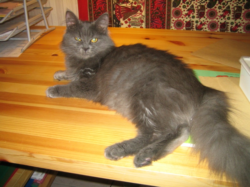 My cat looks like a nebelung, but is it possible ? Photos10