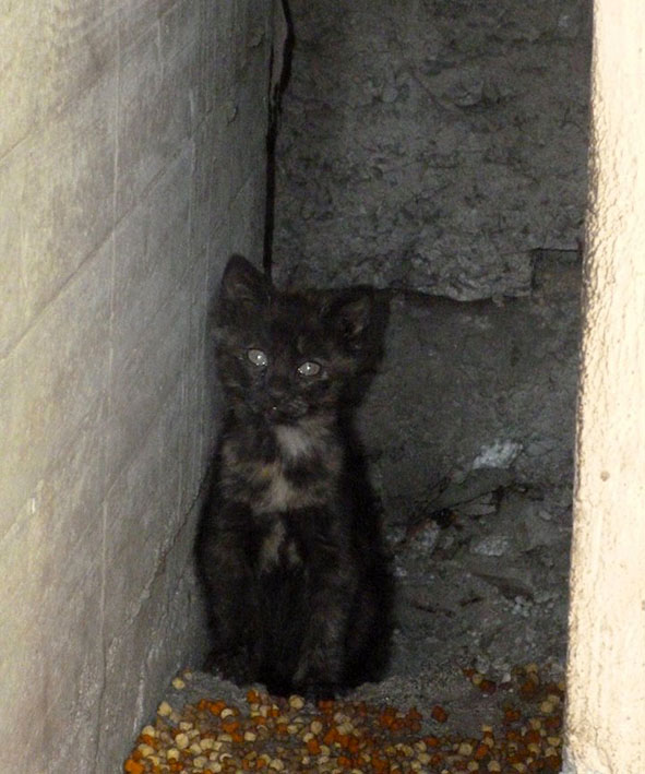 (48) - Une mère et ses 3/4 chatons errants à Mende ! disparus...  11121910