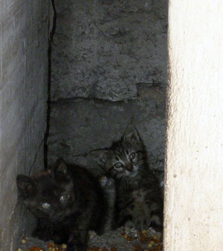 (48) - Une mère et ses 3/4 chatons errants à Mende ! disparus...  11272210