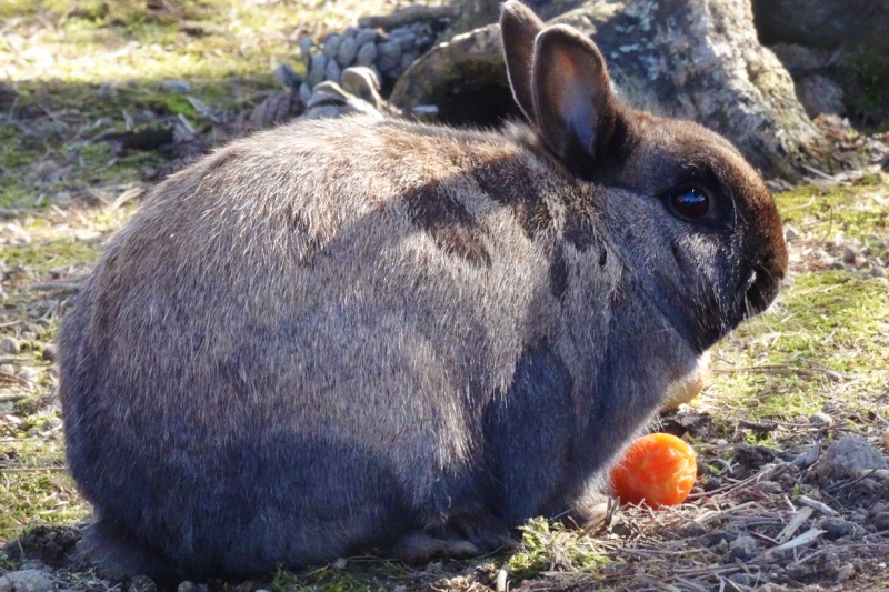 (48) - Tibou - Lapin nain, 2 ans, castré - Sauvé de l'euthanasie. Dsc00511