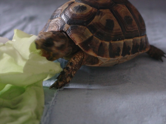 Les animaux de Van ^^ Tortue12