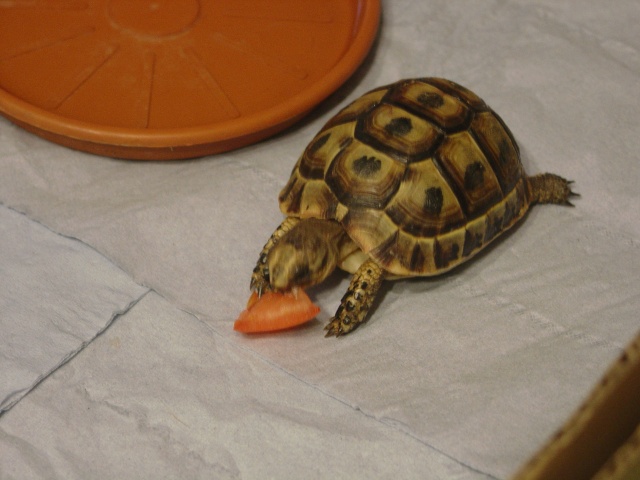 Les animaux de Van ^^ Tortue13