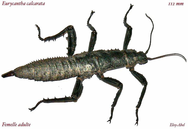 Eurycantha calcarata (P.S.G n°23) Euryca10