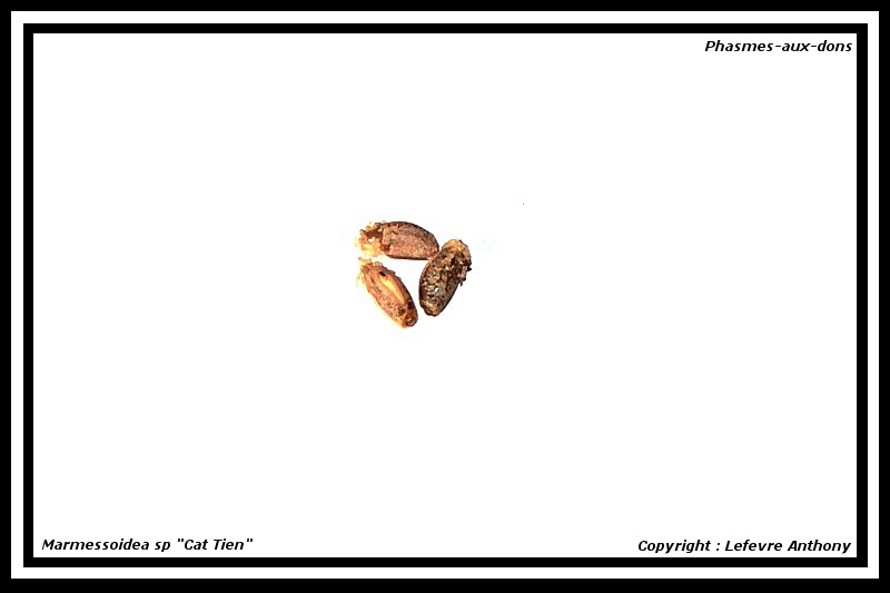 Tien - Œufs : Marmessoidea sp Cat Tien -(P.S.G n° 374) Oeufs_31