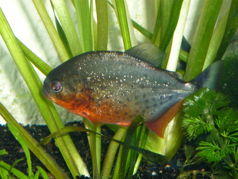 piranhas a ventre rouge P1000811