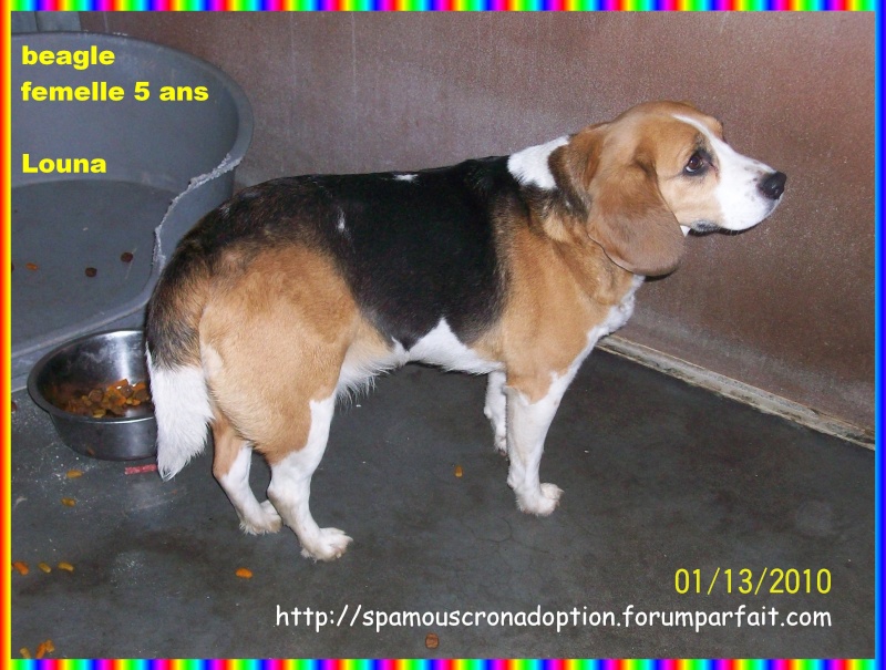 LOUNA, beagle femelle, 5 ans (Belgique) Photo_37