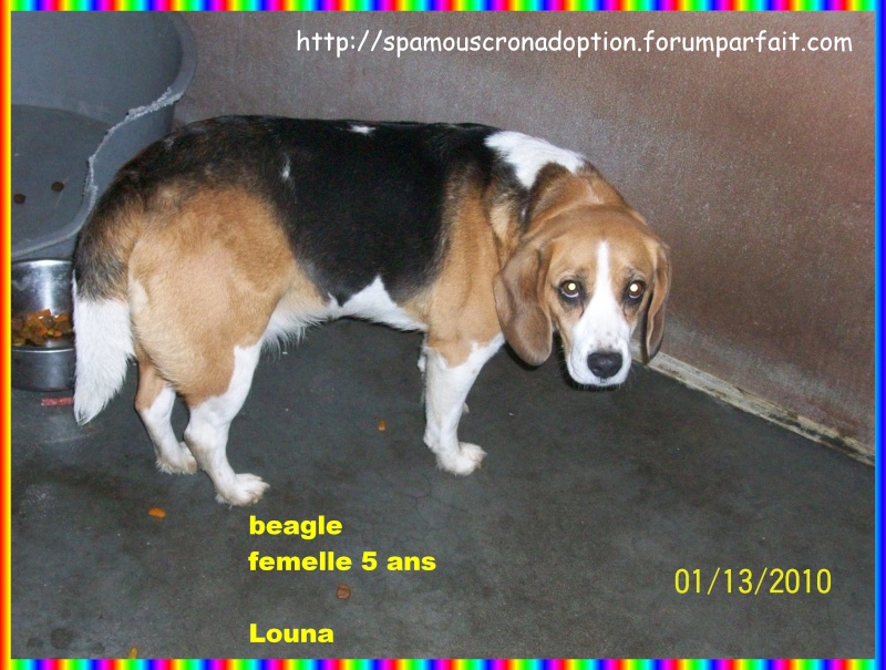 LOUNA, beagle femelle, 5 ans (Belgique) Photo_38