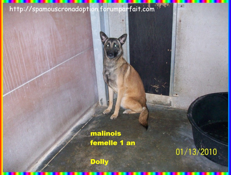 Dolly, femelle malinoise, 1 an Photo_41