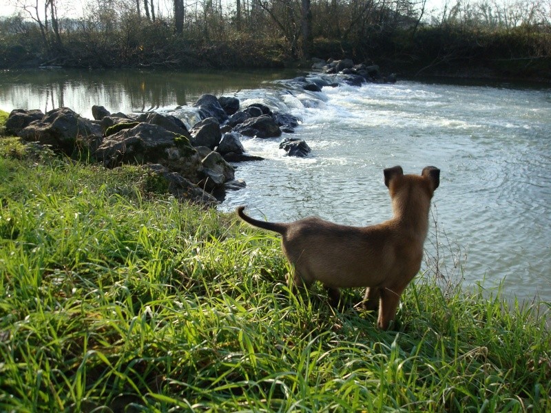 ELLEYAH DE KARYSHA (Fem. Malinois) Dsc03612