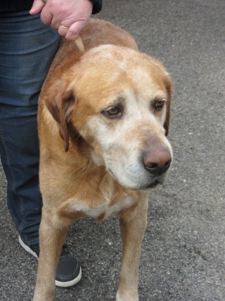 IROUCK - x labrador 9 ans - SPPA à Amiens (80) Chats_10