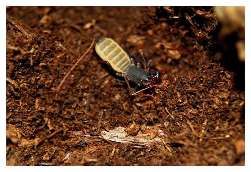 Mastigoproctus giganteus Dsc_0419