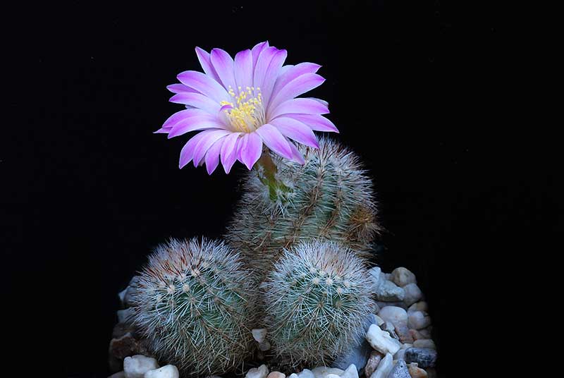 Echinocereus 2410